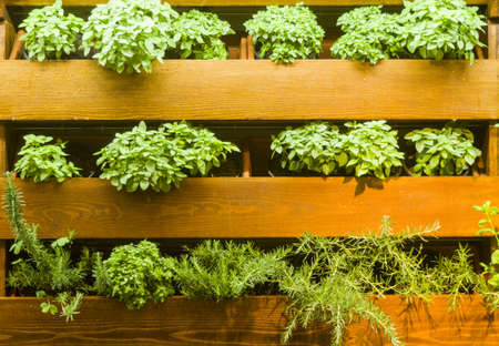 Shelves with green herbs in kitchenの写真素材