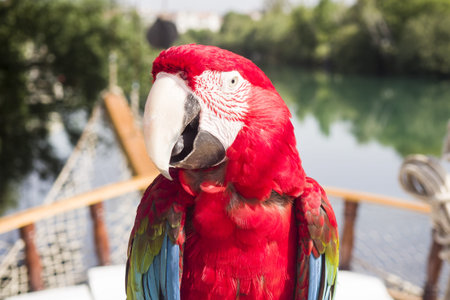 Red parrot on boat cruise