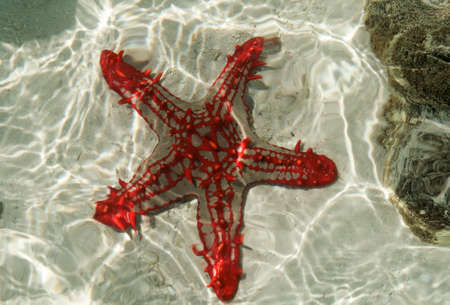 Kenya, Mombasa, starfish full of colour in oceanの写真素材
