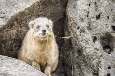 Wild rock hyrax found near Galilea sea, Israel