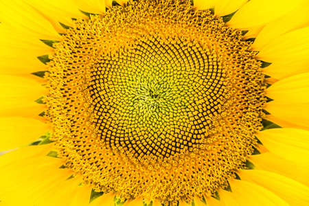 Close up sunflowersの写真素材