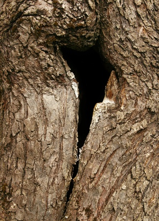 aged tree texture with a hole in itの写真素材