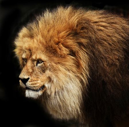 A lions head against black backgroundの写真素材