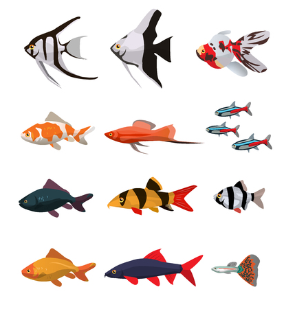 Collection of freshwater fishes vector illustration in flat styleのイラスト素材