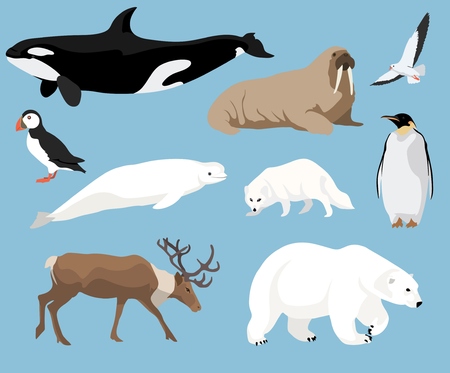 Set of arctic animals illustration in flat style, polar bear, penguin, reindeer, puffin and othersのイラスト素材