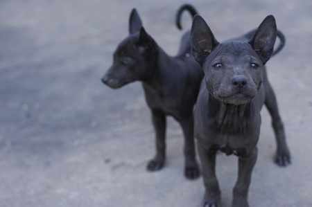 puppy dogの写真素材