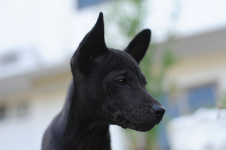 puppy dogの写真素材