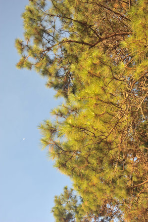 Autumn Pine Forest 	