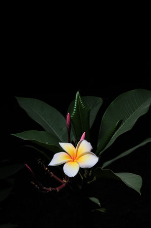 frangipaniの写真素材