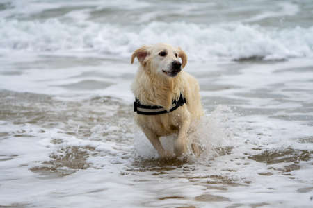 Golden Retriever at Sandbanks Beachの写真素材