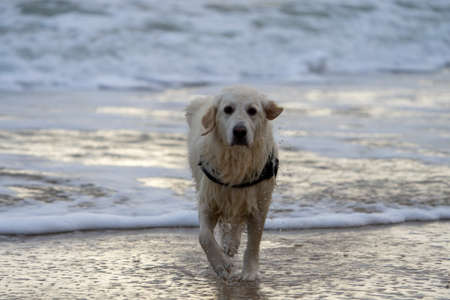 Golden Retriever at the beach & Seaの写真素材