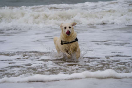 Golden Retriever running in the waves at the beach in winterの写真素材