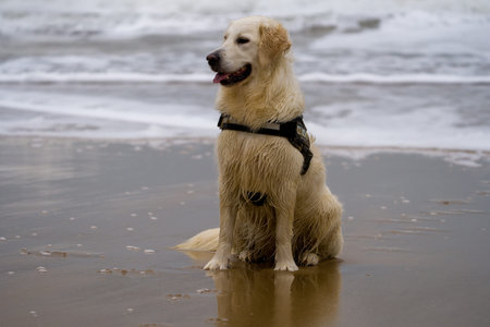 Golden Retriever dog on the beach. Pet animals.の写真素材