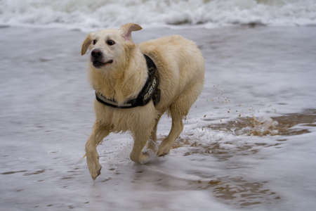 Dog running on the beach. Pet animals.の写真素材