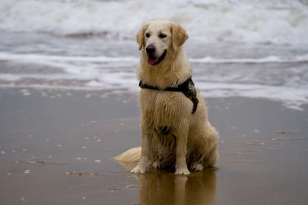 Golden Retriever dog on the beach. Portrait of a golden retriever dog.の写真素材