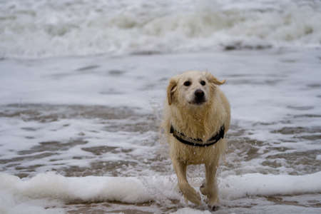 Golden retriever running on the seashore in stormy weatherの写真素材