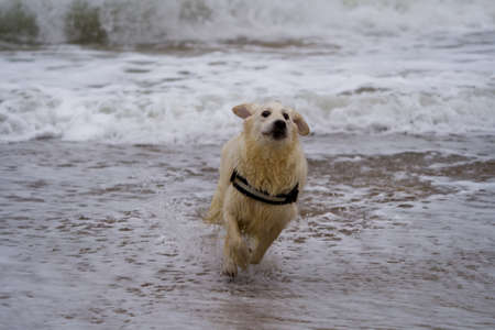 Golden Retriever running on the beach in the stormy seaの写真素材