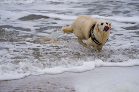 golden retriever running on the beach with a red tongueの写真素材
