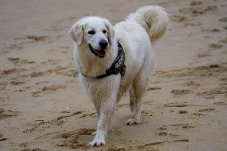 A golden retriever dog with a black collar on the beach.の写真素材