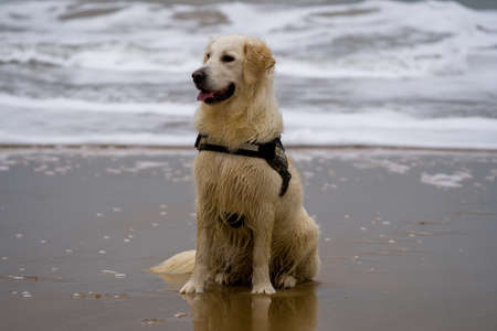 Golden Retriever on the beach. Pet animals.の写真素材