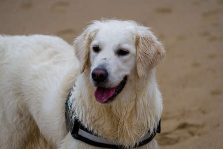 Portrait of a purebred golden retriever dog on the beachの写真素材