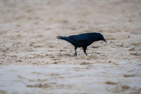 A black crow walks along the sand on the beach. Close up.の写真素材