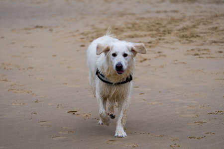 Portrait of a white dog running on the beach.の写真素材