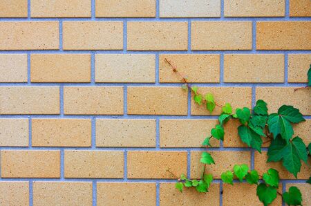 Brick wall photo showing detail texture の写真素材