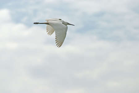 White young egret (Egreta garzetta) in flightの写真素材
