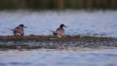 Juvenile common terns Sterna hirundo restingの写真素材