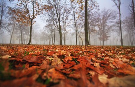 Autumn foliage, trees and fog in Novemberの写真素材