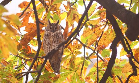 Eurasian eagle owl Bubo bubo restingの写真素材