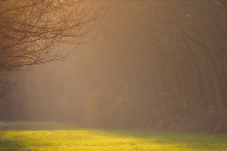 Bright sunlight on forest path in autumn