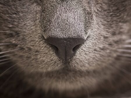 close-up of gray cat noseの写真素材