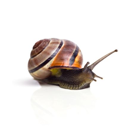 Snail on white backgroundの写真素材