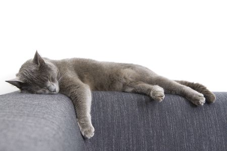 sleepy gray cat on a sofaの写真素材