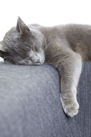 sleepy gray cat on a sofaの写真素材
