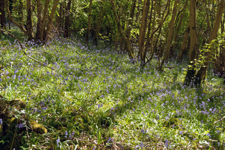 Blue bell blossom in Killinthomas Forest on spring time , Irelandの写真素材