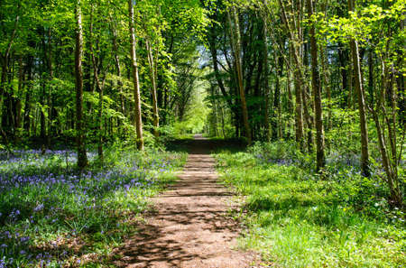Beautiful footpath in spring  forestの写真素材