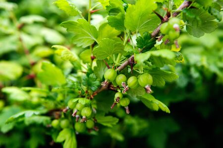 Green Gooseberries on the bush on a spring timeの写真素材
