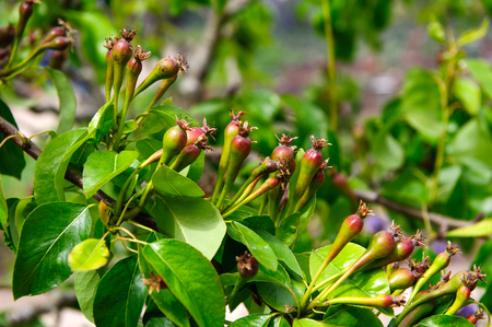 Pears on the branch growing on a spring time in the gardenの写真素材