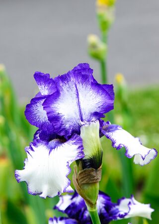Beautiful blossom blue and white tall bearded iris flowersの写真素材