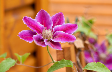 Leather flower , Clematis hybrid close up blossom in the gardenの写真素材