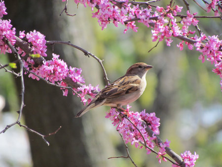 Birds surrounding by flowering tree