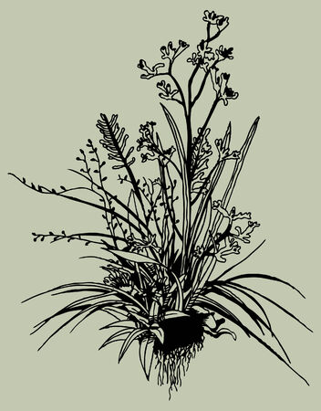 Plant Drawing isolated on a green background.のイラスト素材