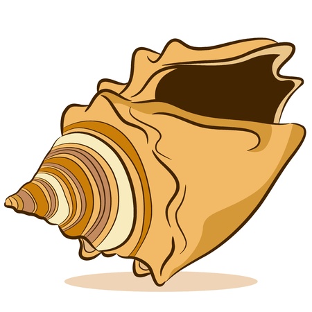 An image of a seashell drawing on a white background.のイラスト素材