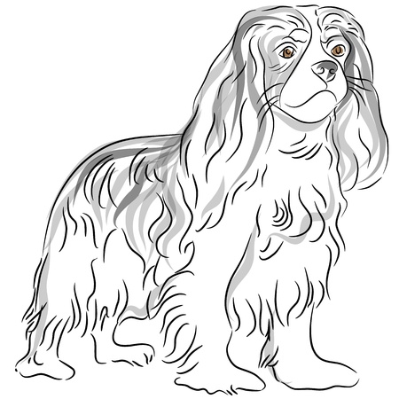 An image of a cavalier king charles spaniel dog drawing.のイラスト素材