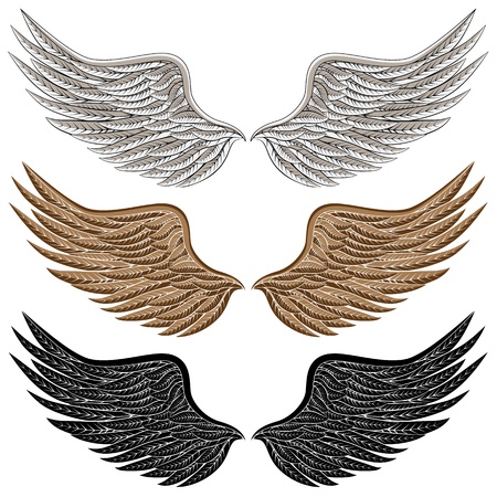 An image of a detailed bird wings.のイラスト素材