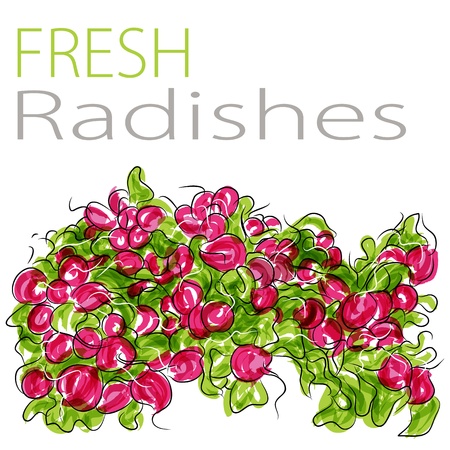 An image of a fresh radishes.のイラスト素材