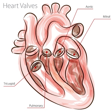 An image of a heart valves watercolor chart.のイラスト素材